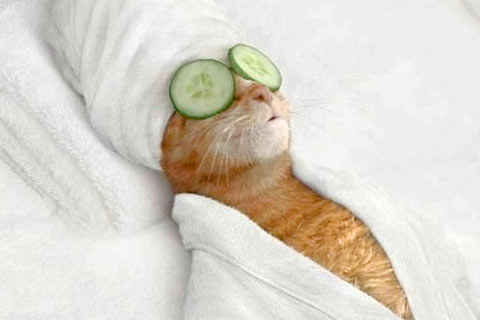 pamper-mother-cat-spa