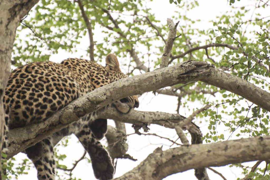 leopardmönstrat naglar leopard Kruger Thornybush