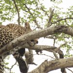 leopardmönstrat naglar leopard Kruger Thornybush