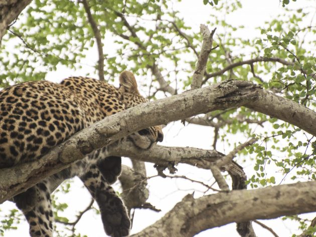 leopardmönstrat naglar leopard Kruger Thornybush