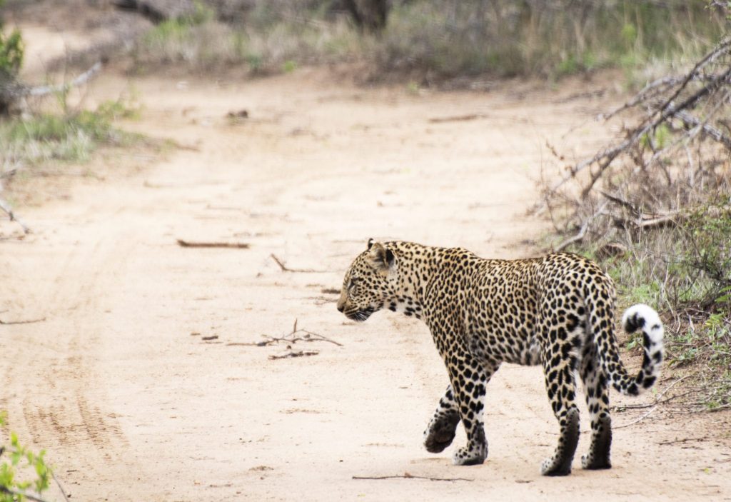 leopardmönstrat leopard Kruger Thornybush