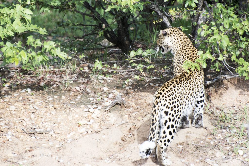 leopardmönstrat leopard kruger klaserie