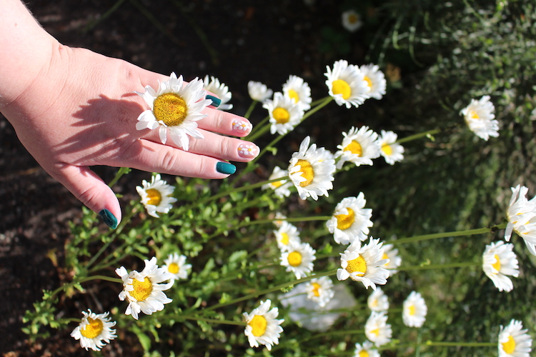 NOTD Daisies